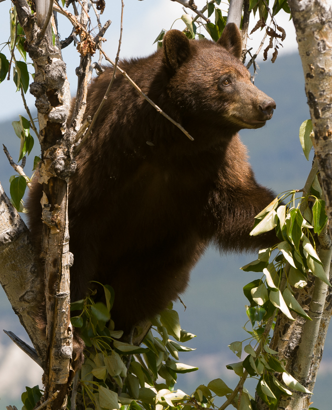 Cinnamon colored black bear sow