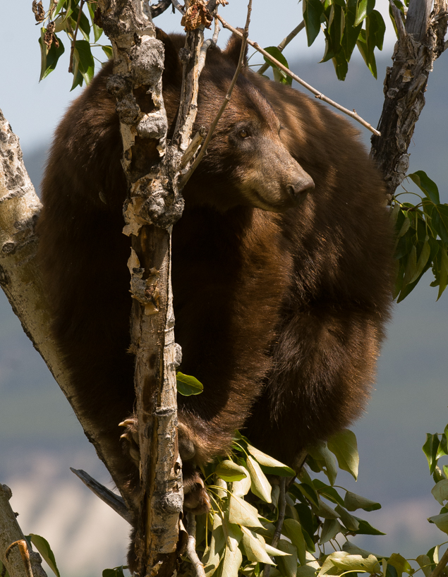 Cinnamon colored black bear sow