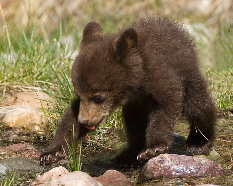 Black bear cub 