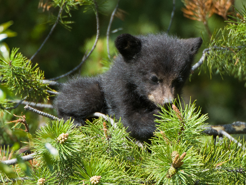 Black bear cub 