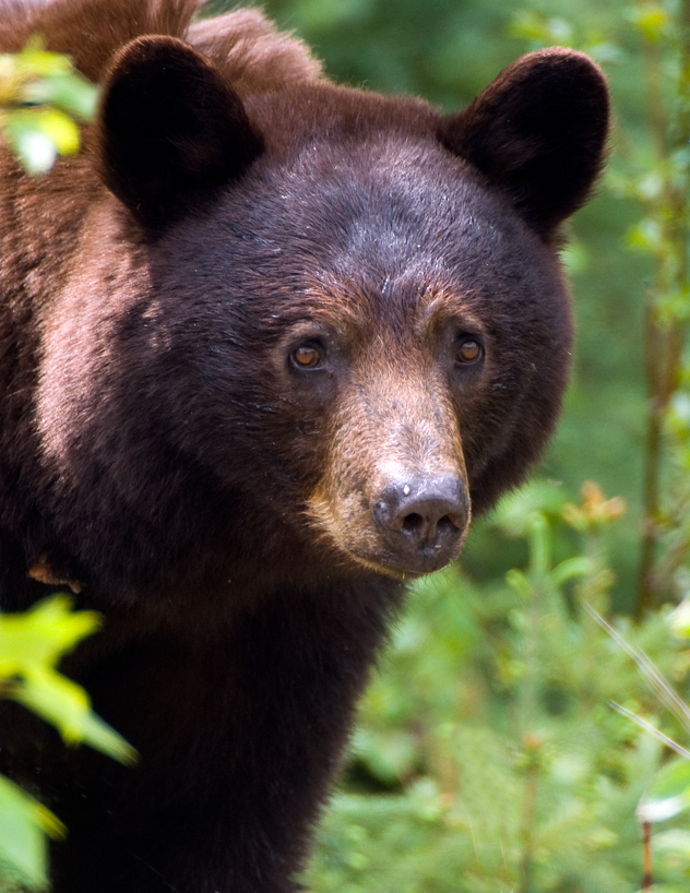 cinnamon black bear sow