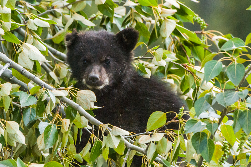 black bear cubs