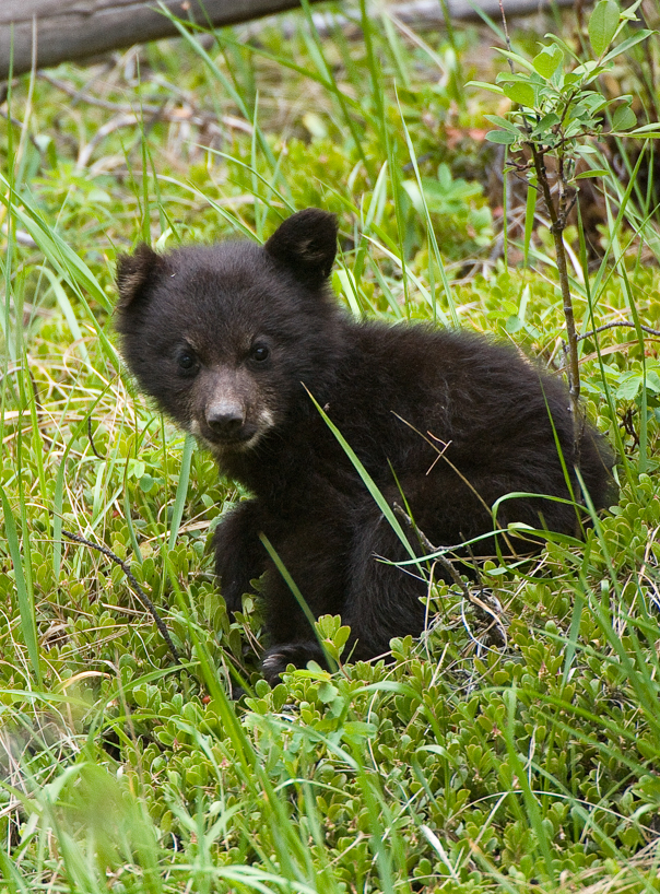 black bear cubs