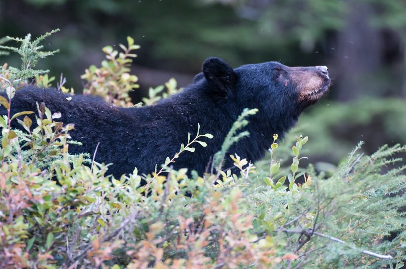 black bear sow and cub