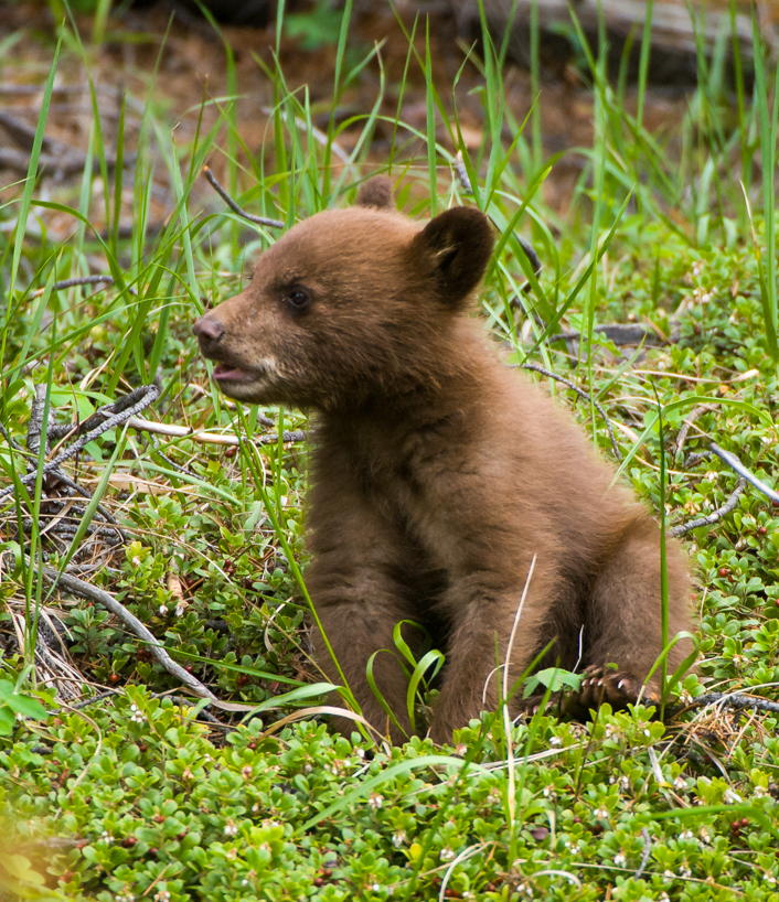 Cinnamon black bear cub 
