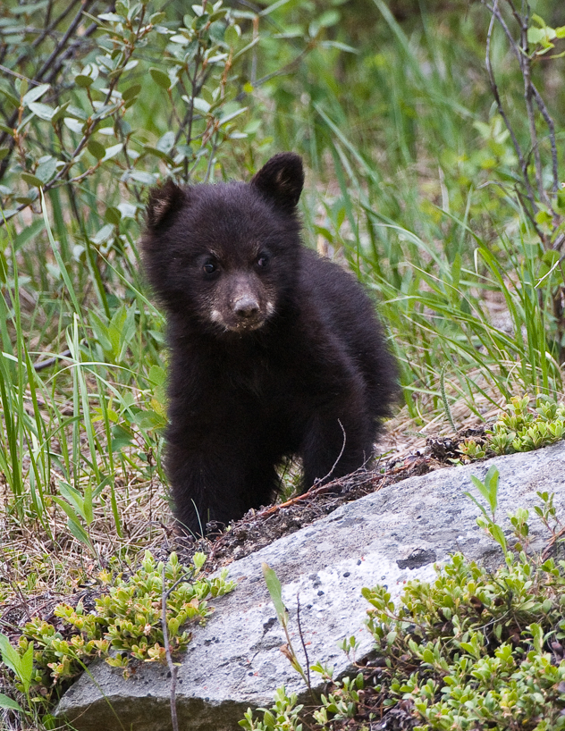 black bear cub 