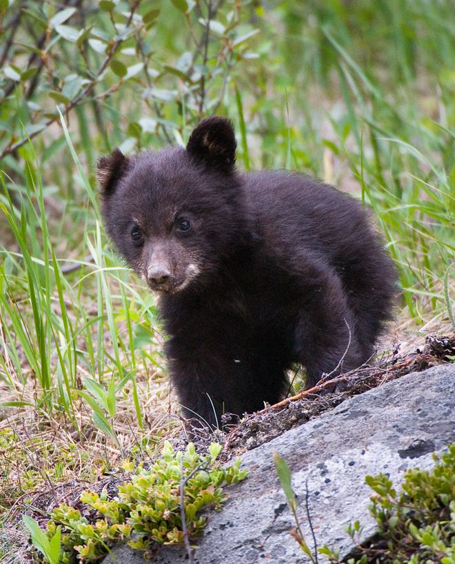 black bear cub 