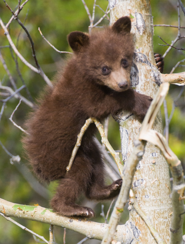 cinnamon black bear cub 