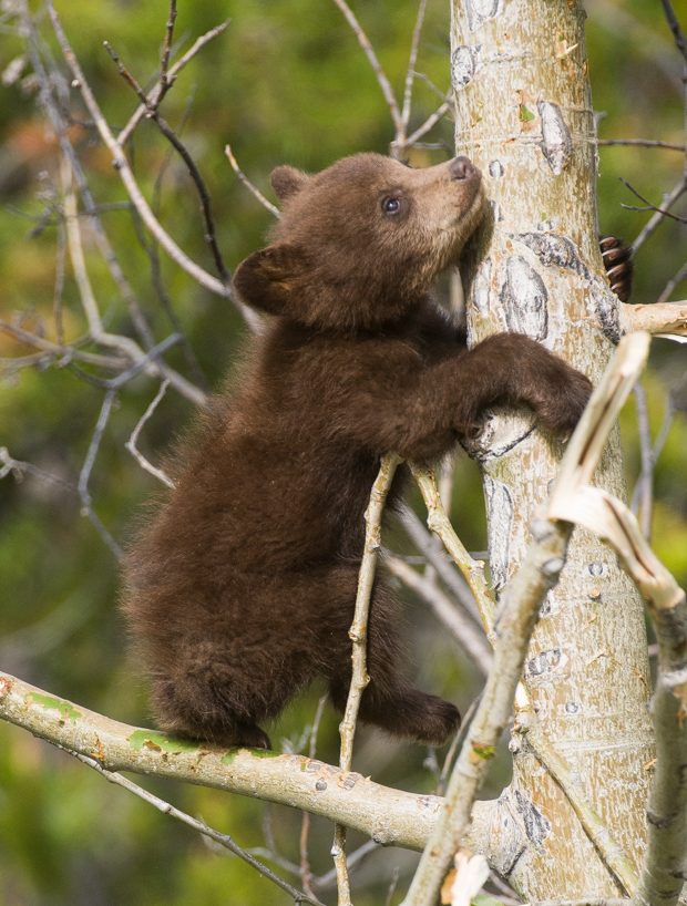 cinnamon black bear cub 