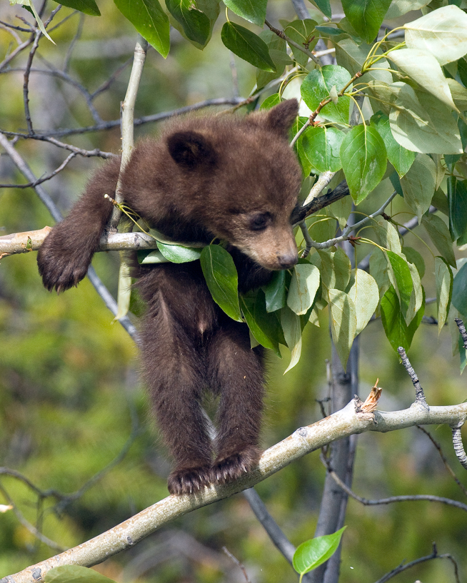 cinnamon black bear cub 
