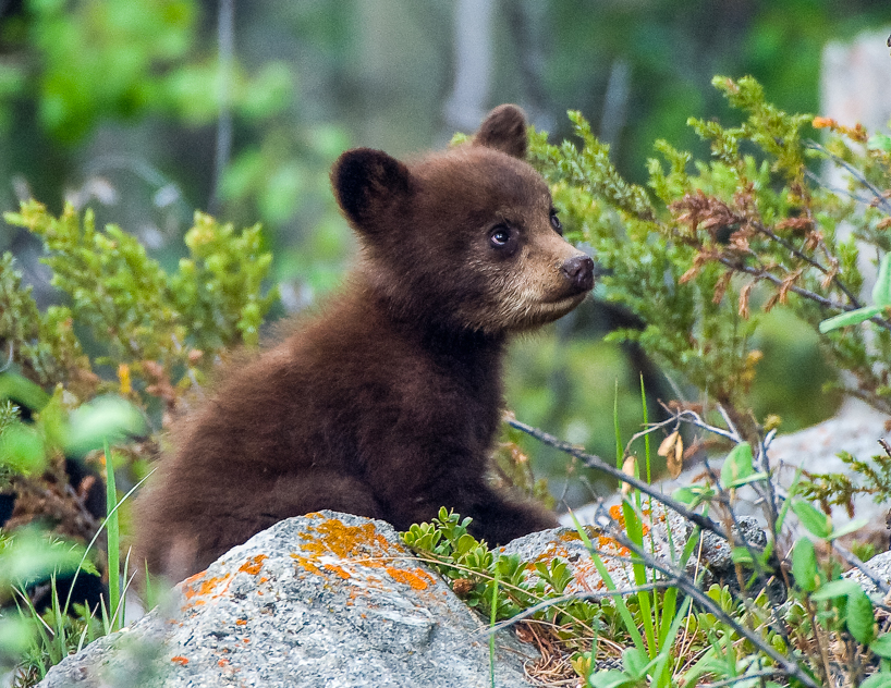 cinnamon black bear cub 