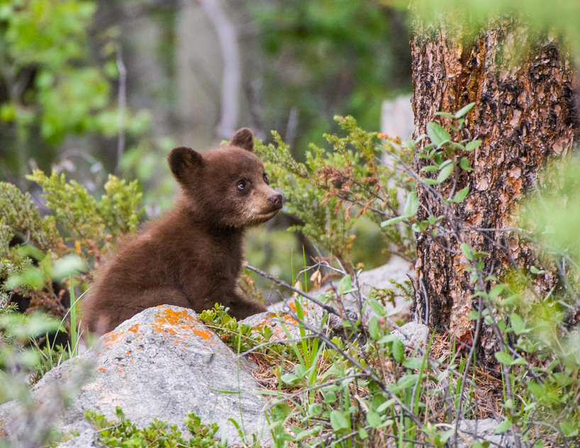Cinnamon-phase black bear cub