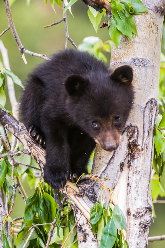 black bear cub 