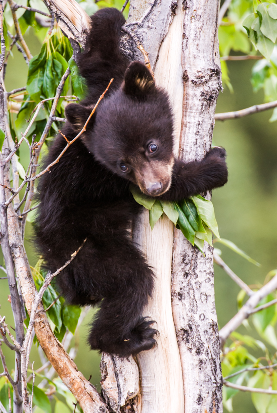 black bear cub 