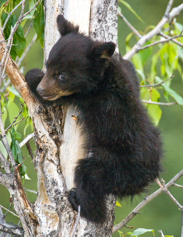 black bear cub 