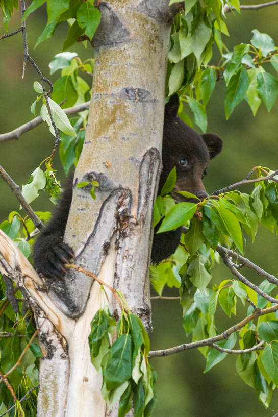 black bear cub 
