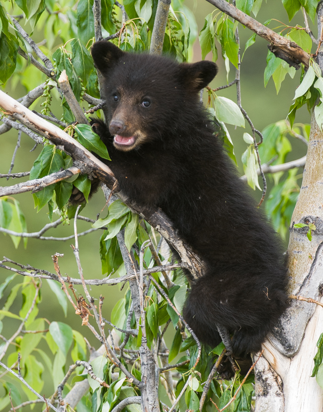 black bear cub 