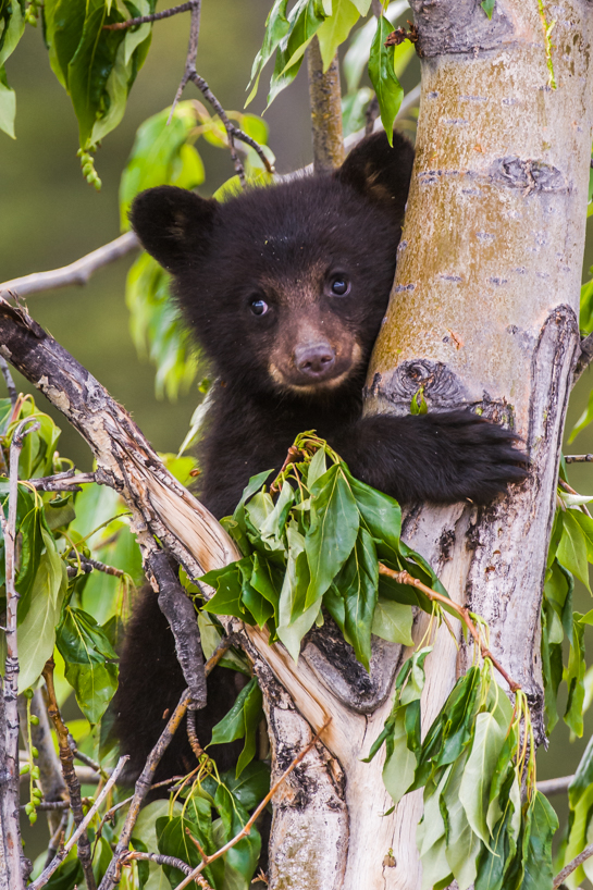 black bear cub 