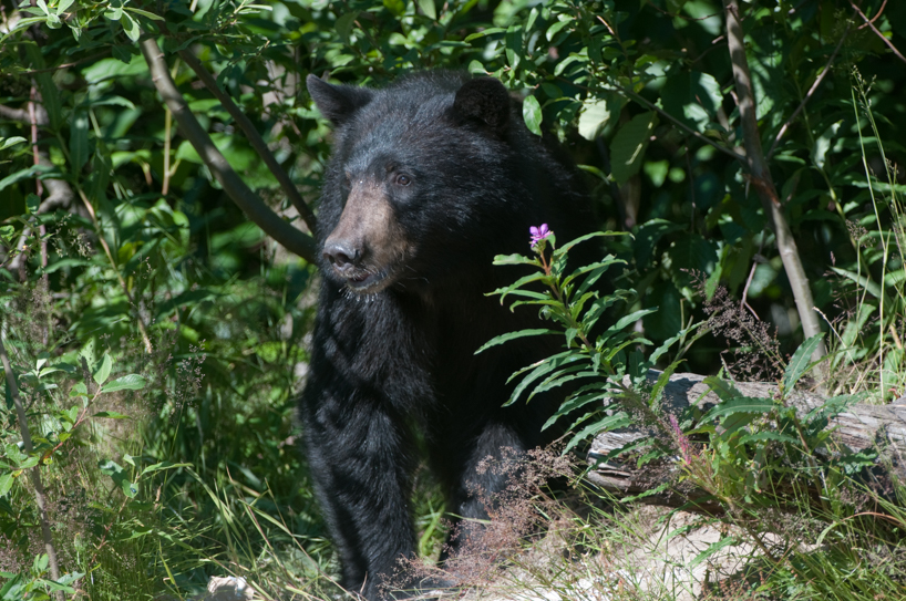 black bear