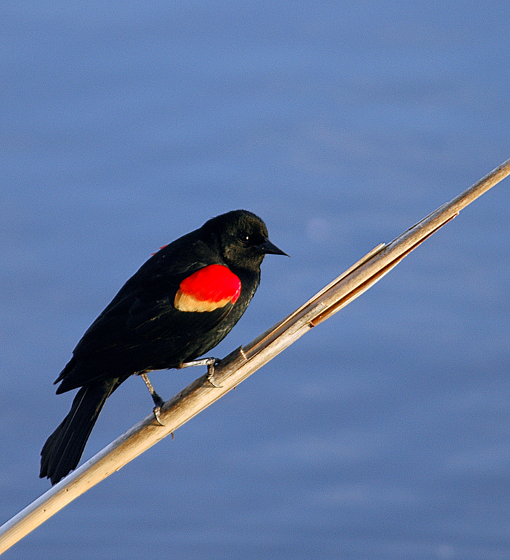 Red-winged blackbird