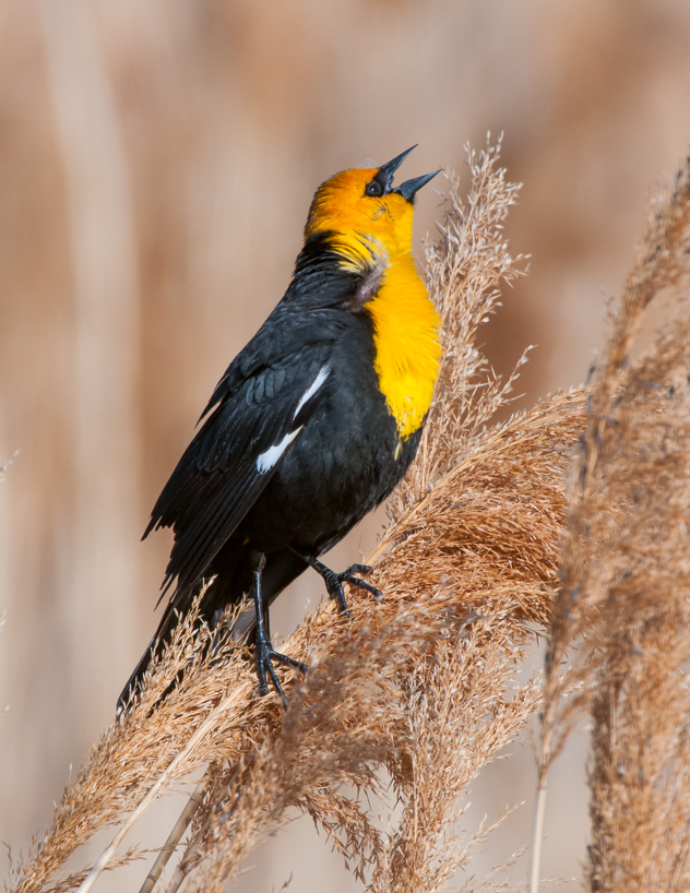 yellow-headed blackbird