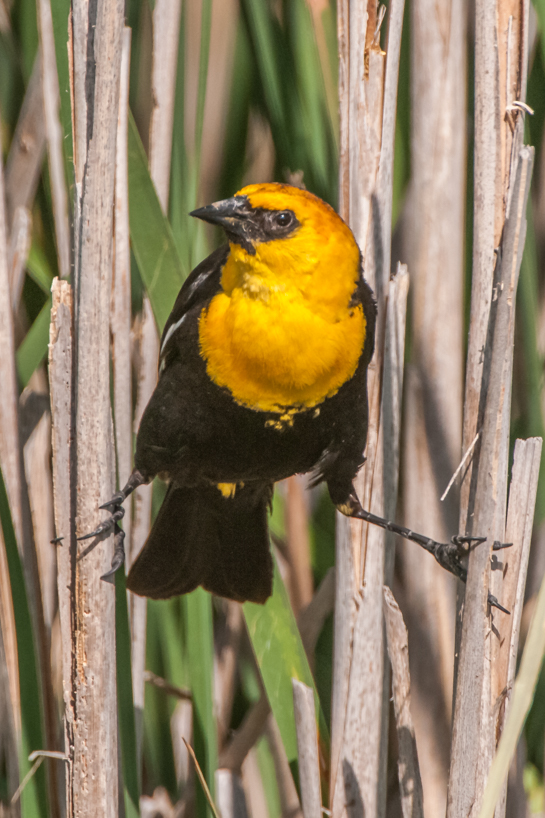 yellow-headed blackbird