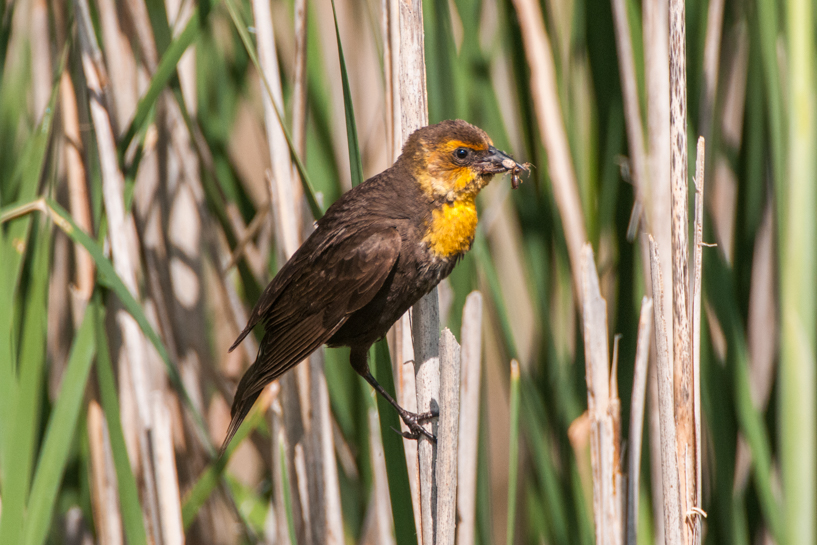 Female yellow-headed blackbird with insects for her babies