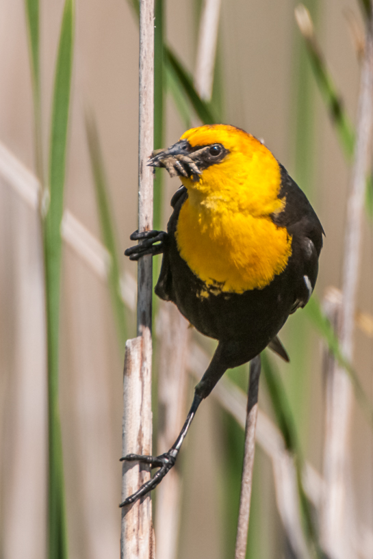 Male yellow headed blackbird with food for the nest