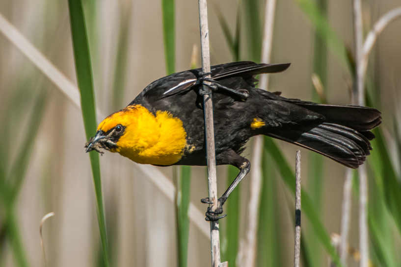 Male yellow headed blackbird with food for the nest