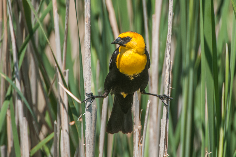 yellow-headed blackbird