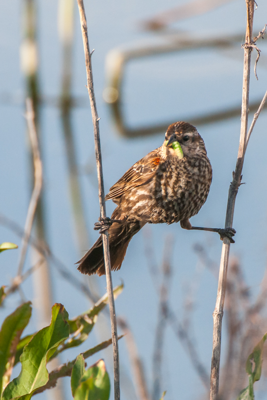 Red winged blackbird with food for her babies still in the nest