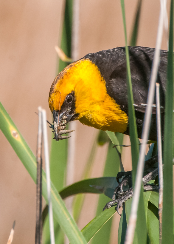 Male yellow headed blackbird with food for the nest
