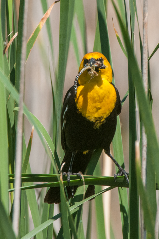 Male yellow headed blackbird with food for the nest