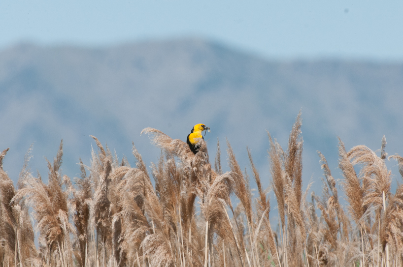 Male yellow headed blackbird with food for the nest