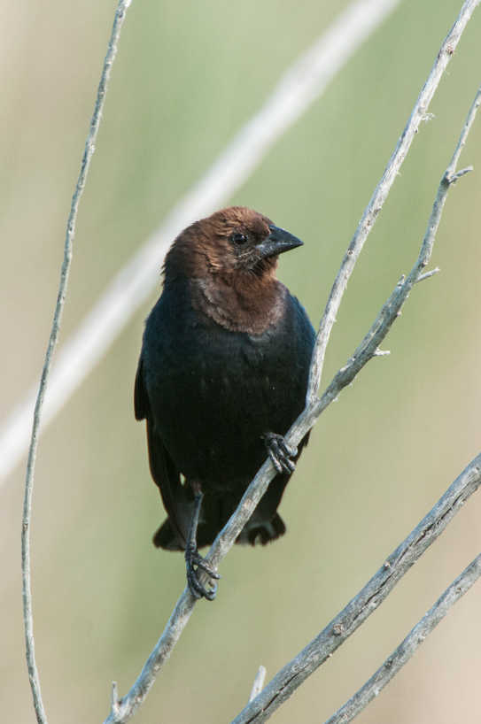 Cowbird