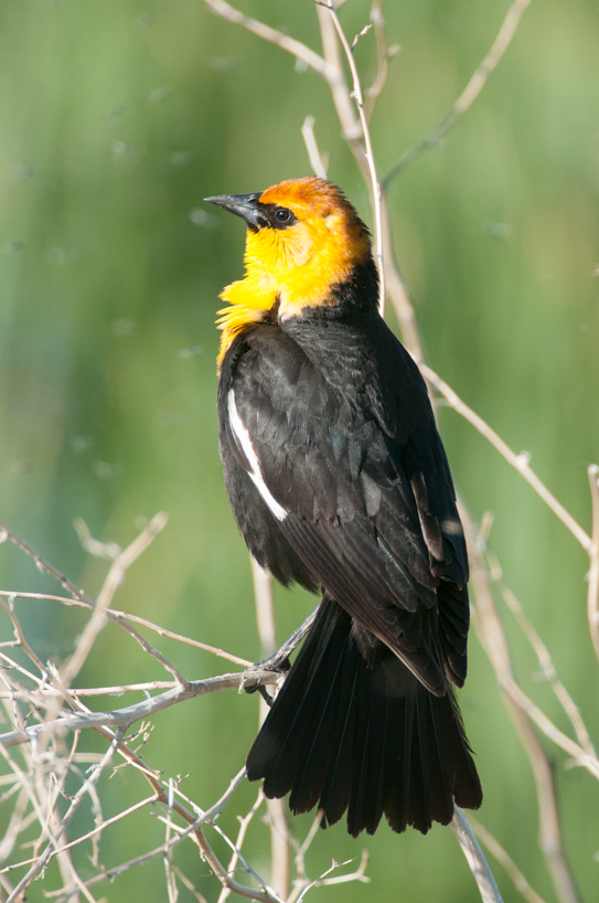 yellow-headed blackbird