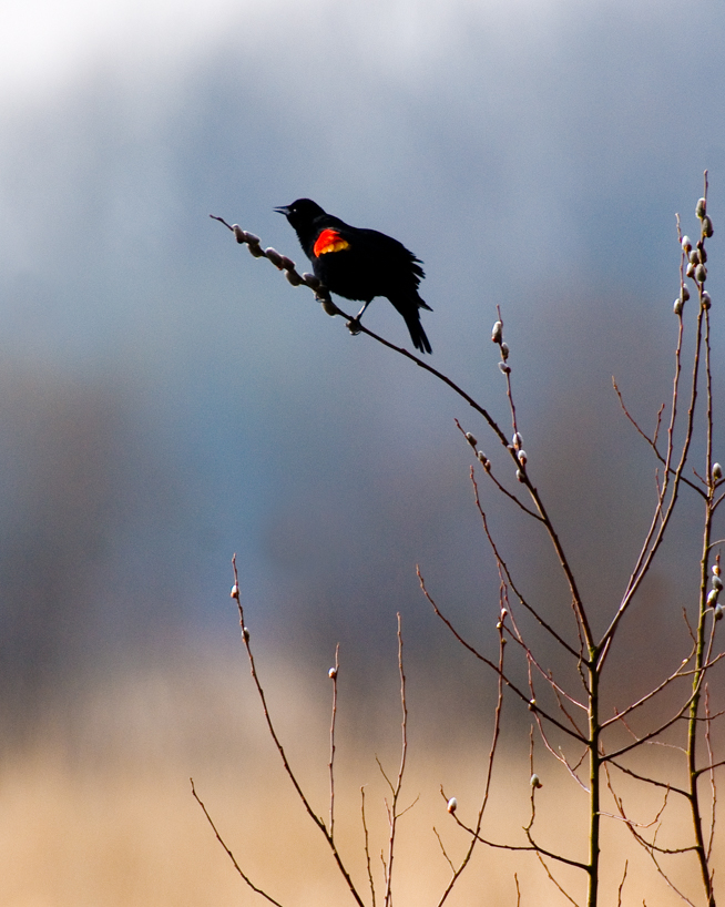 Red-winged blackbird