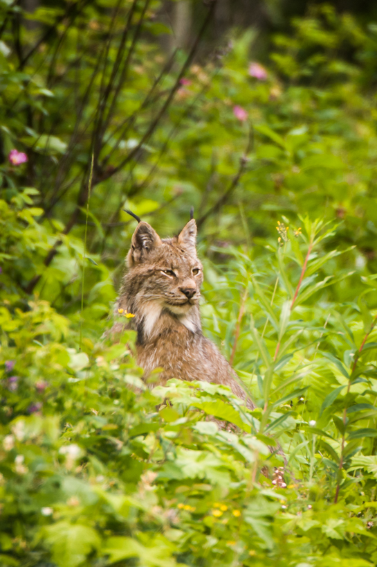 Lynx