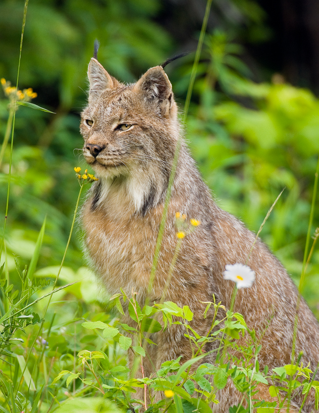 Lynx