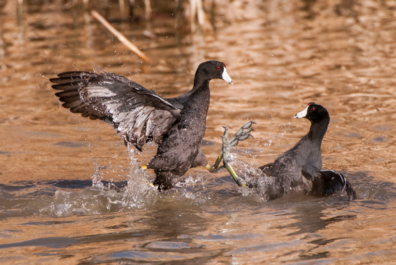 Fighting, territorial coots