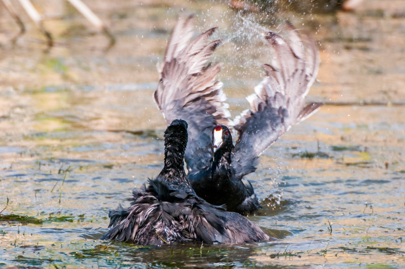 Territorial coots