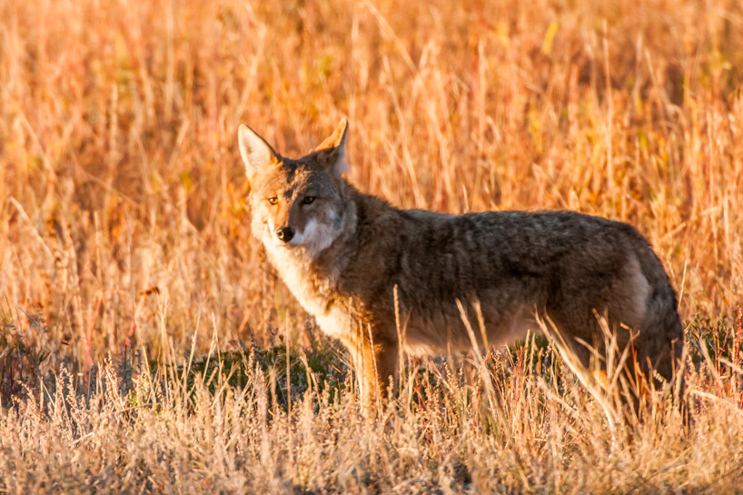 Coyote, Rocky Mountain National Park