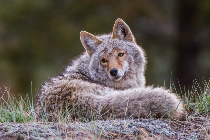 Coyote