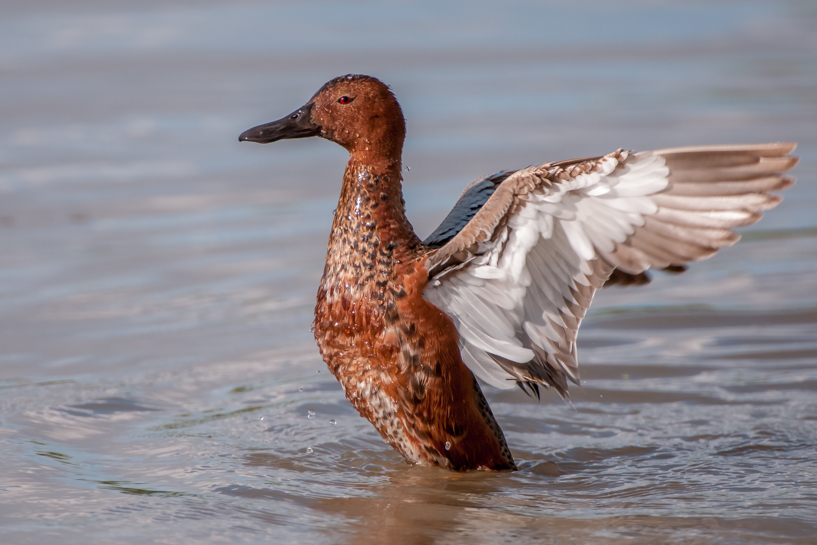 Male cinnamon teal