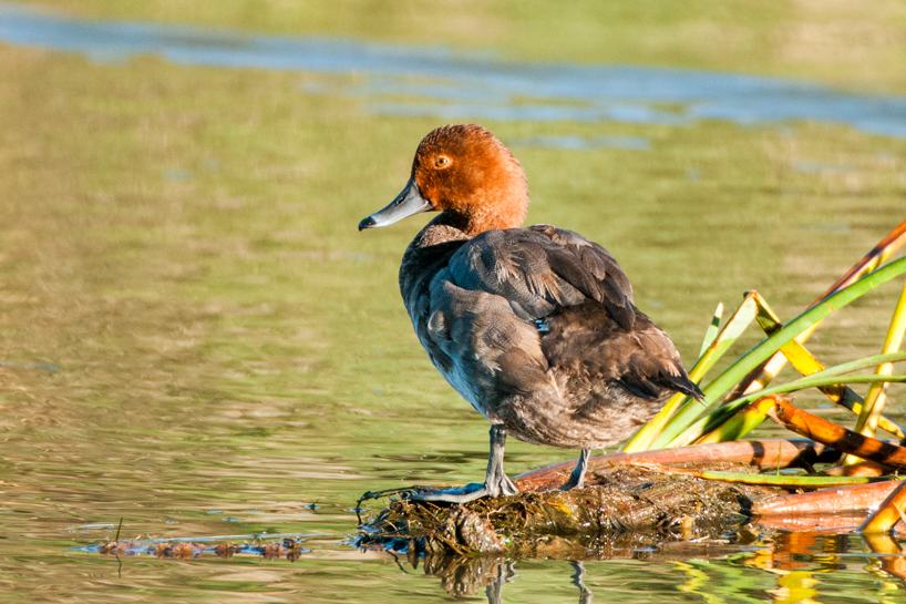 Molting redhead