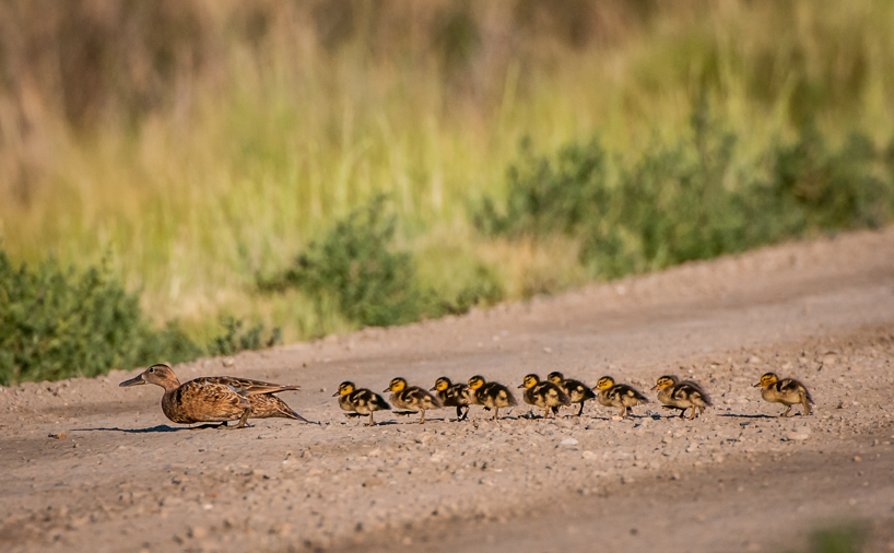 Cinnamon teal ducklings