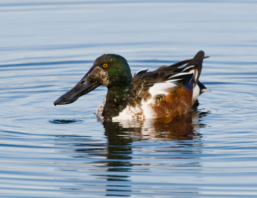 Molting male Shoveler
