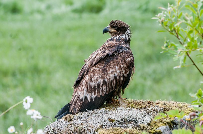 Juvenile Bald Eagle