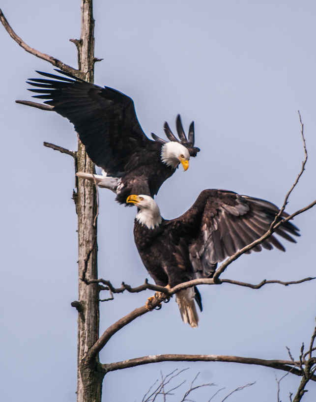 Bald Eagle