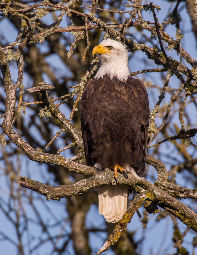 Bald Eagle